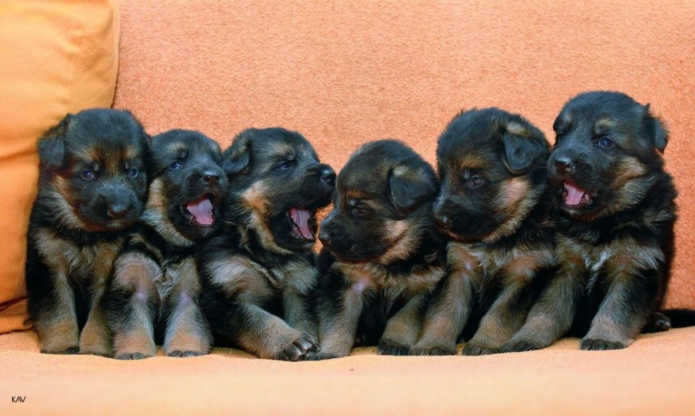 Продам щенков немецкой овчарки