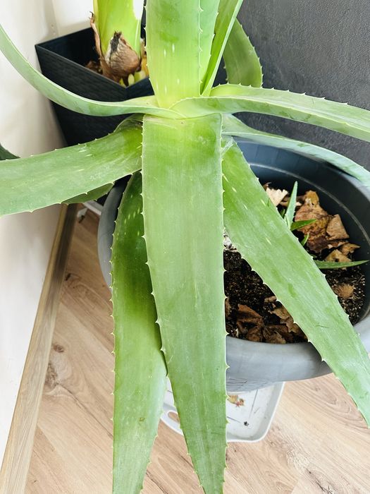 Алое Вера-Барбаденсис Милър и АРБОРЕСЦЕНС