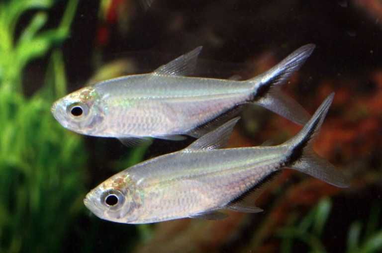 Тетра коста в Аква-Зоо Салоне “Посейдон”