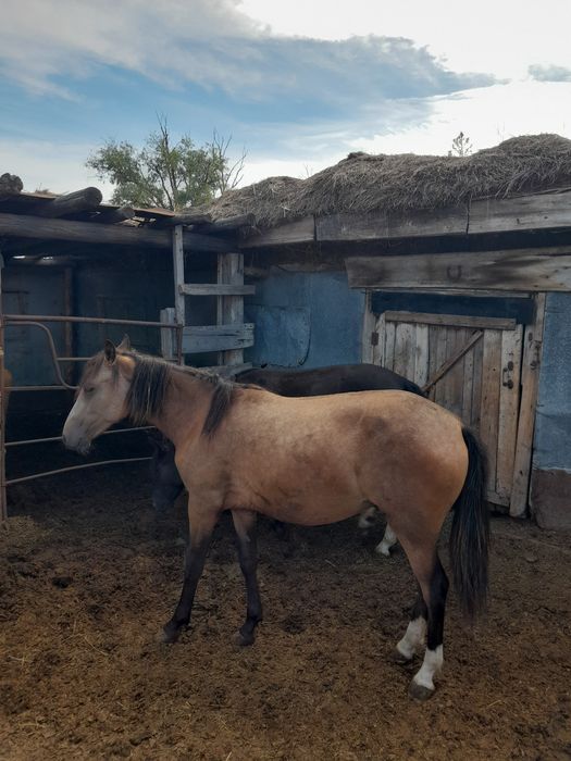 Продам Байталок с откорма