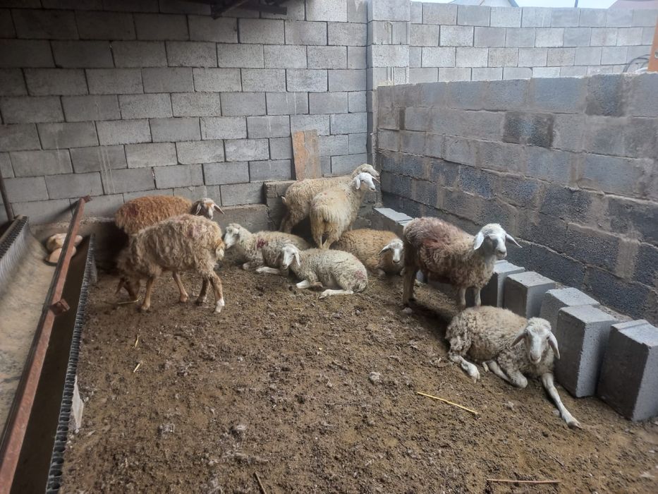 Срочно продам баран