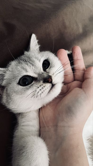 Кот 8 месяцев мальчик