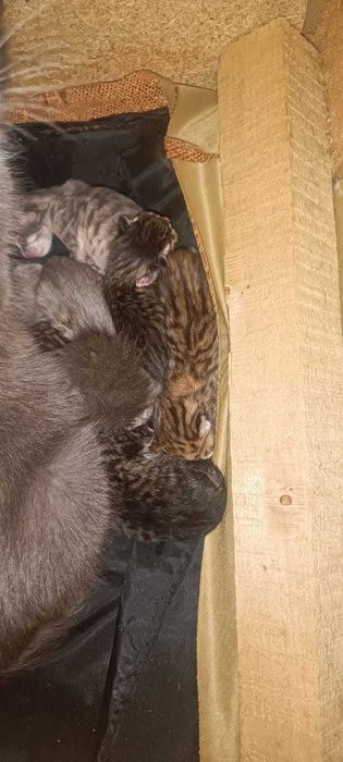 Отдам котят в добрые руки!