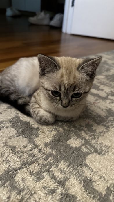 Шотландская вислоухая кошка.