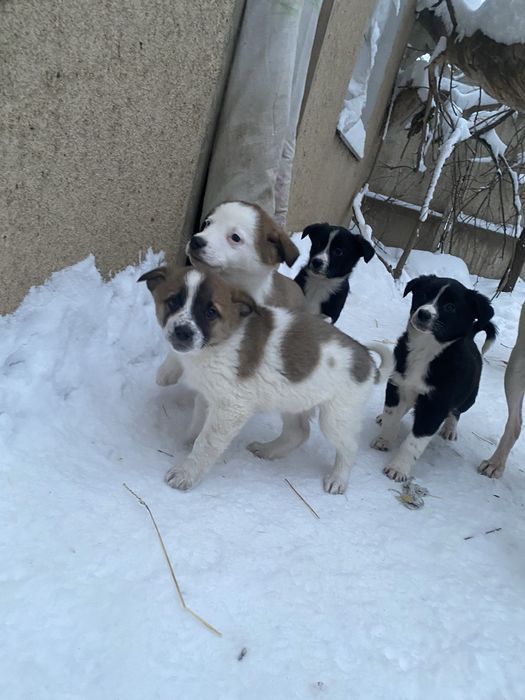 Отдам щенков в добрые руки.
