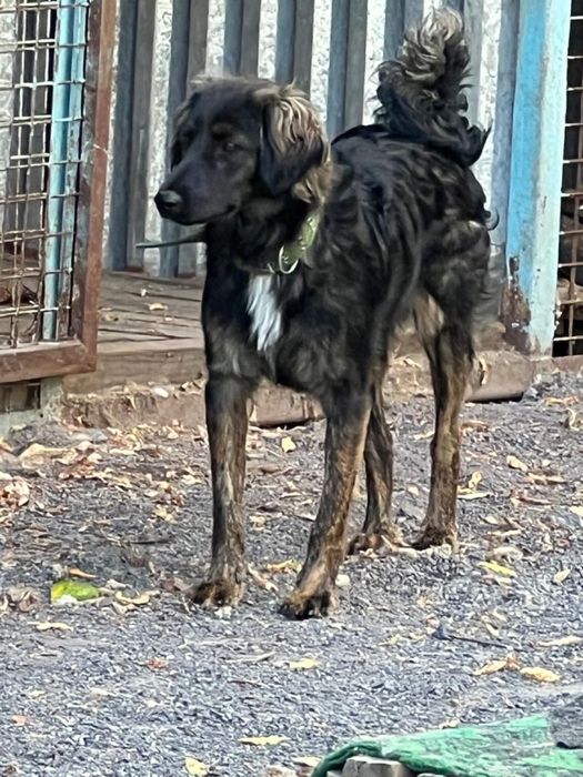 Пропала собака в поселке Актау