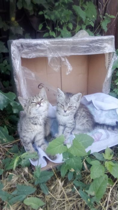 Срочно ищем дом котятам