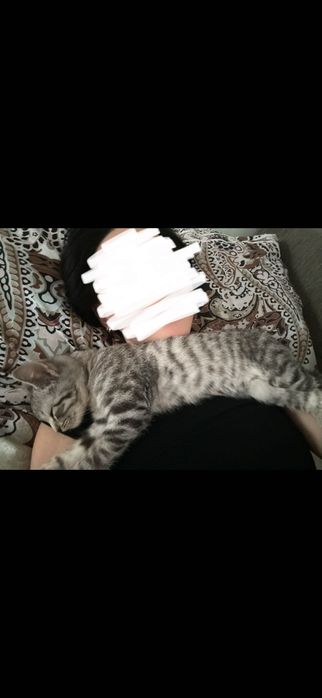 Отдам котенка в добрые руки, мальчик