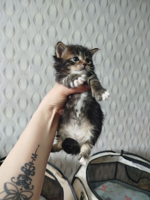 Открыта бронь на котят мейн кун