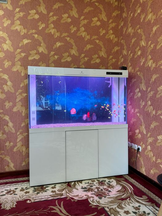 Профессиональная чистка и обслуживание аквариумов