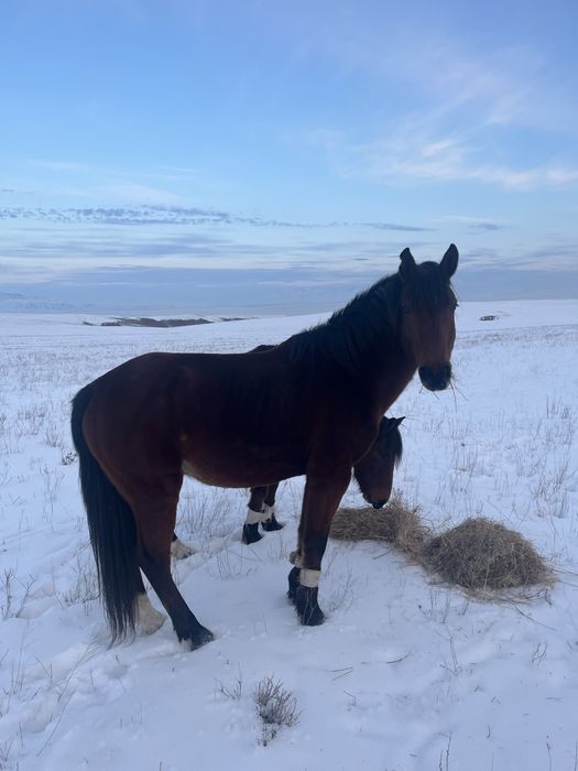 Торы Айғыр сатылады