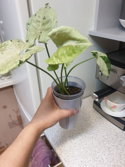 Продам сингониум сорт "серый призрак"