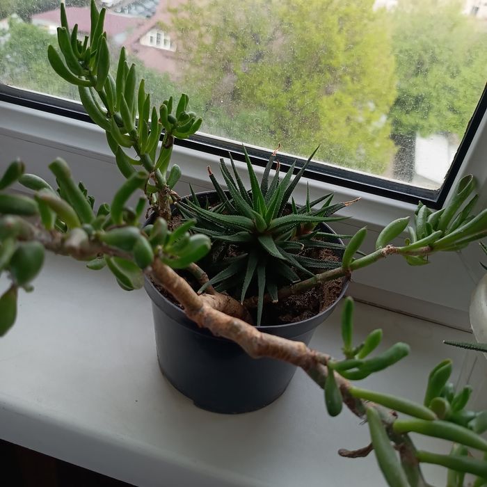 Хавортия, Красула Хоббит