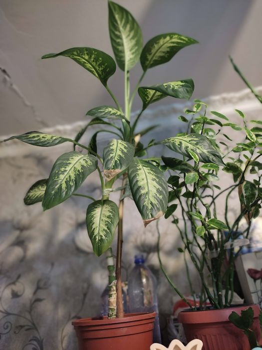 Комнатные цветы растения взрослые