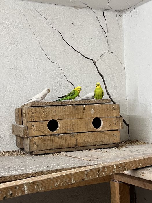 Волнистые попугай