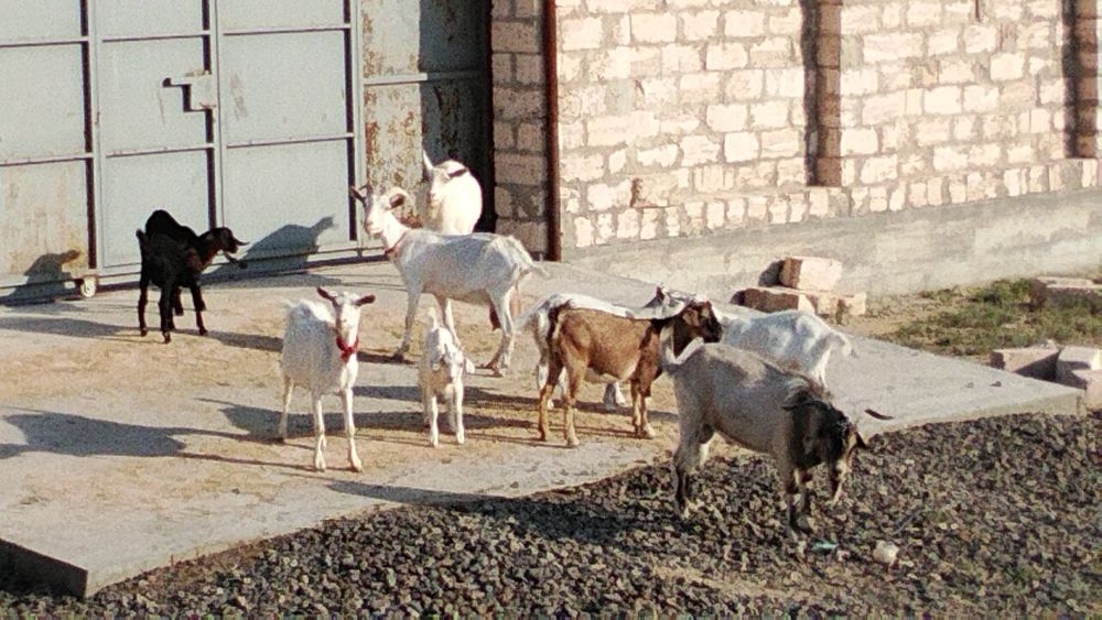 Ешкі сүтті  бар 500000