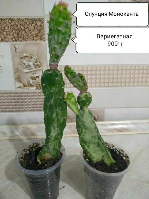 Продам цветы комнатные