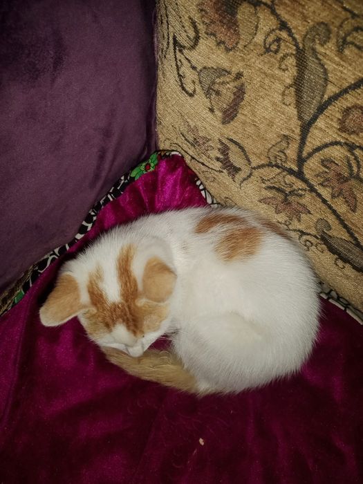 Котёнок отдам даром