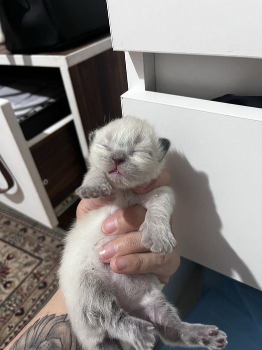 Продаются котята Scottish Fold