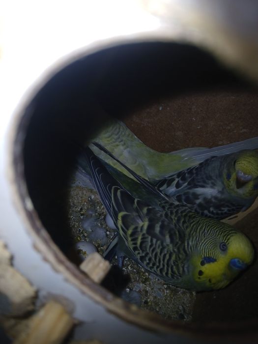 Twyyir ishlab turgan popugaylar sotiladi sog'lom