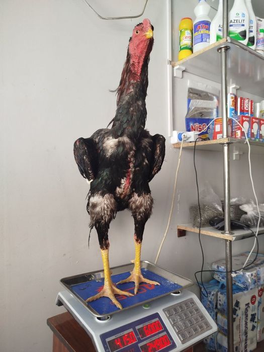 Дакан сатылады адрес туркестан