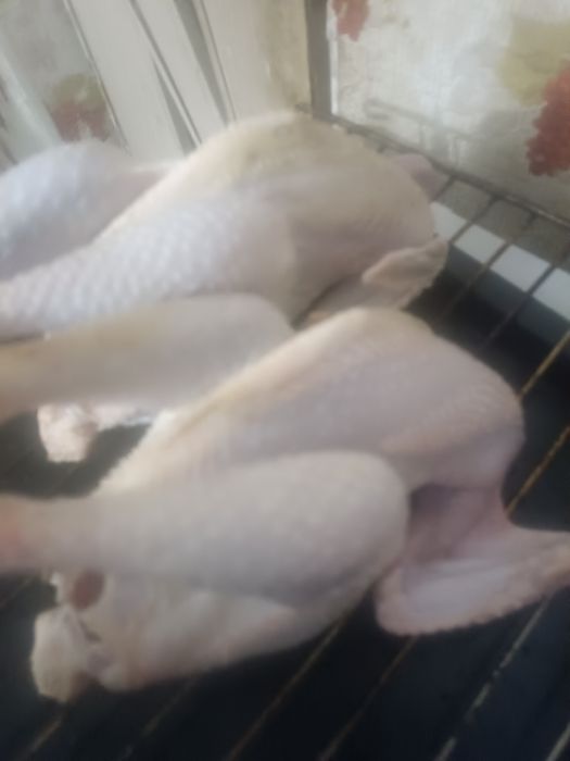 Курятина домашняя