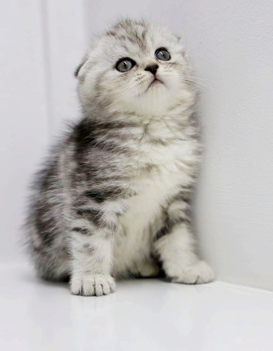 Котята  шотландские _