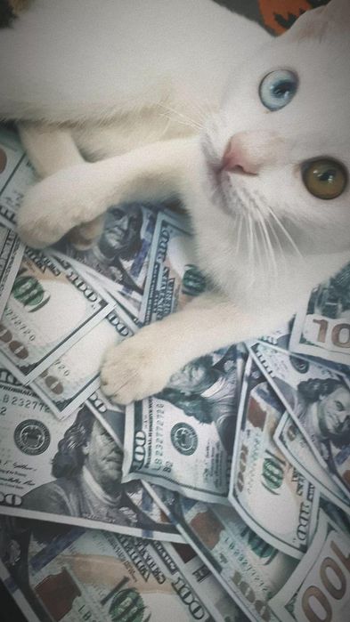 Narxlar kelishiniladi