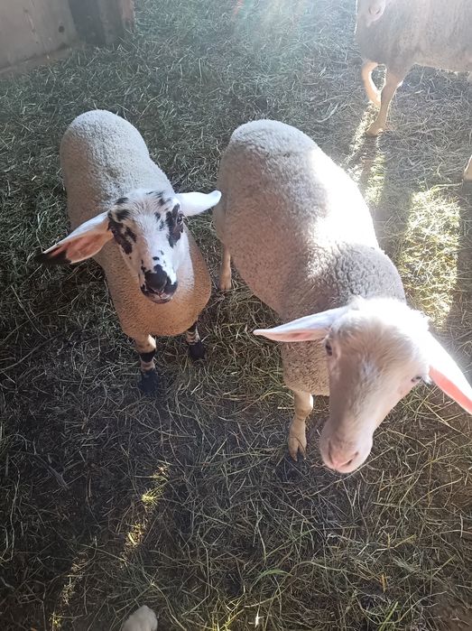 Miei LACUNE oi si berbec Lacune