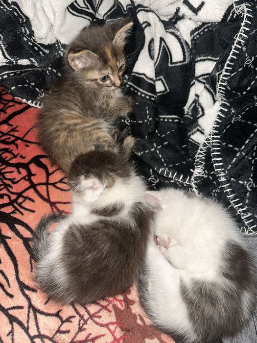 Отдам котят в добрые руки)