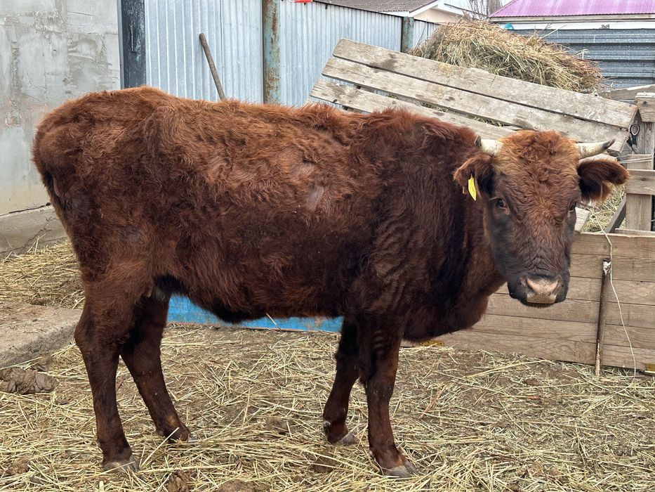 Тез арада сауда бар