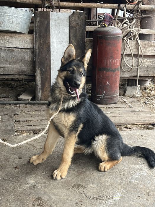 Продам немецкую овчарку