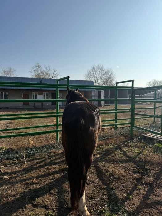 Мініс аттар сатылады