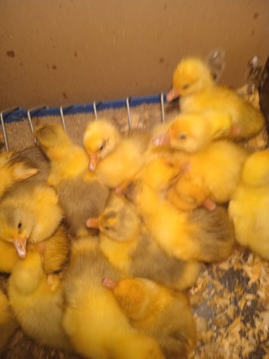Продам суточных гусят