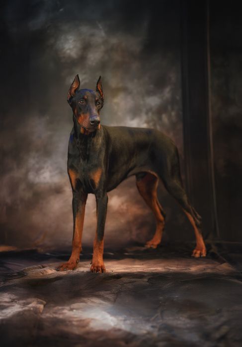 Доберман для видеосъемки и фотосесии