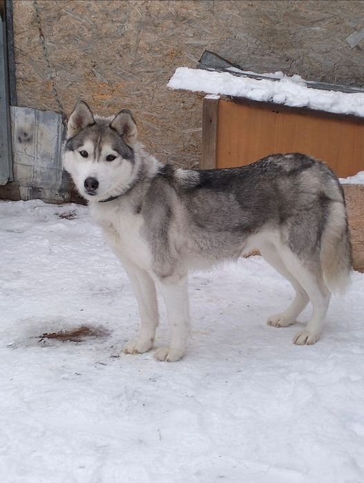 Отдам   хаски, 3 года