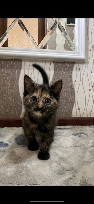 Mushukcha/котёнок