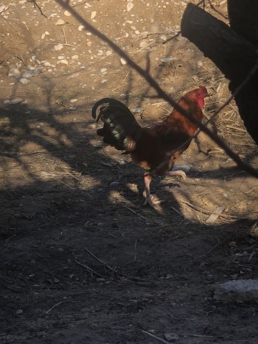 Қораз стылады