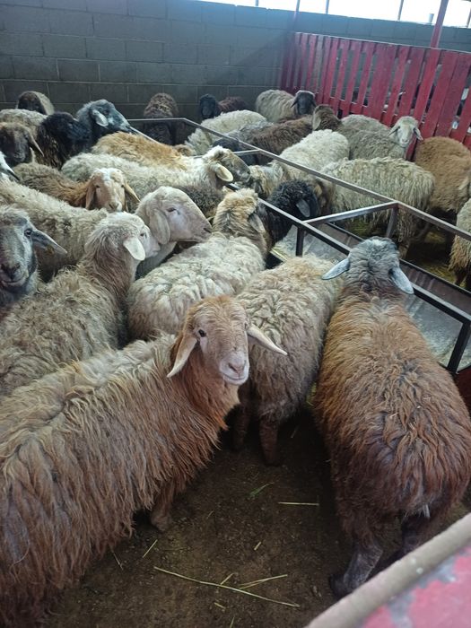 Токты кой сатылады