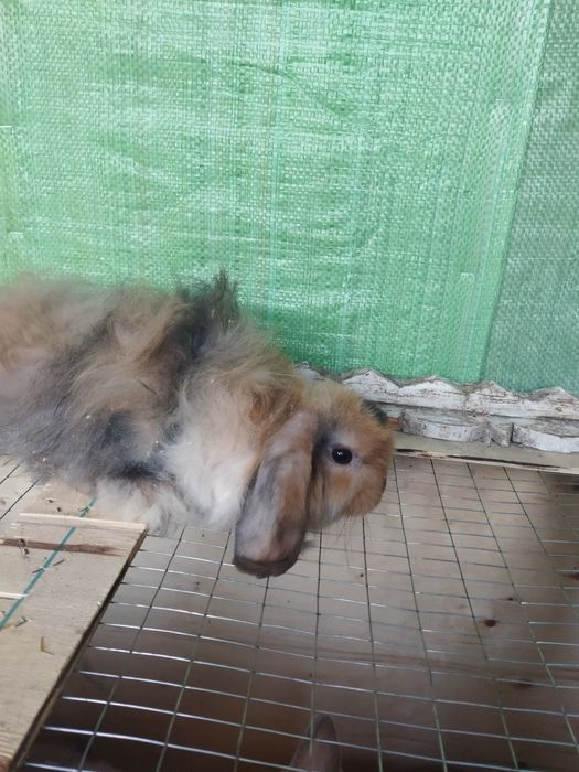 Karlik angora quyonchalar
