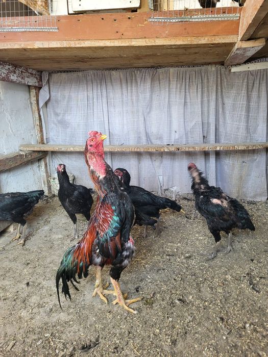 Сатамын дакан жумыртка 1000