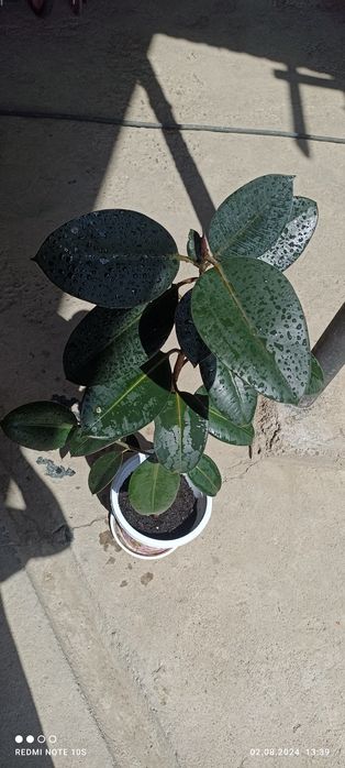 Продаем фикусы черный принц