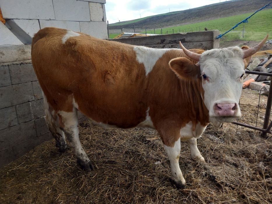 Vand 2 junici gestante