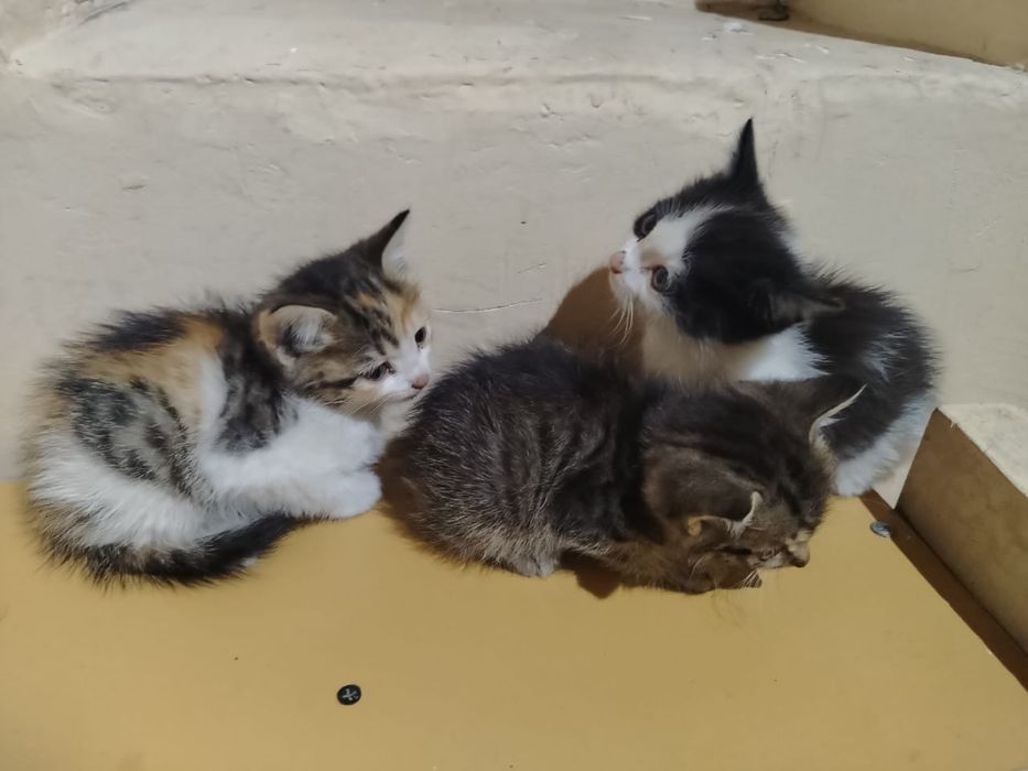 Отдам маленьких котят