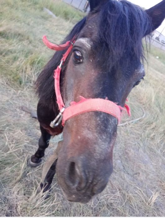 Ponei blând și foarte cuminte