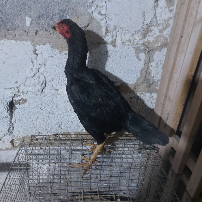 Тайго ветнам 1год ноги квадрат