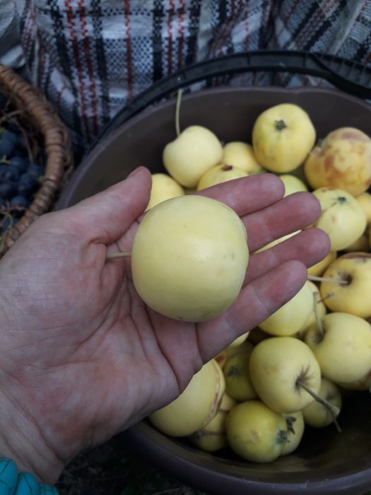 Продам ранетки дачные