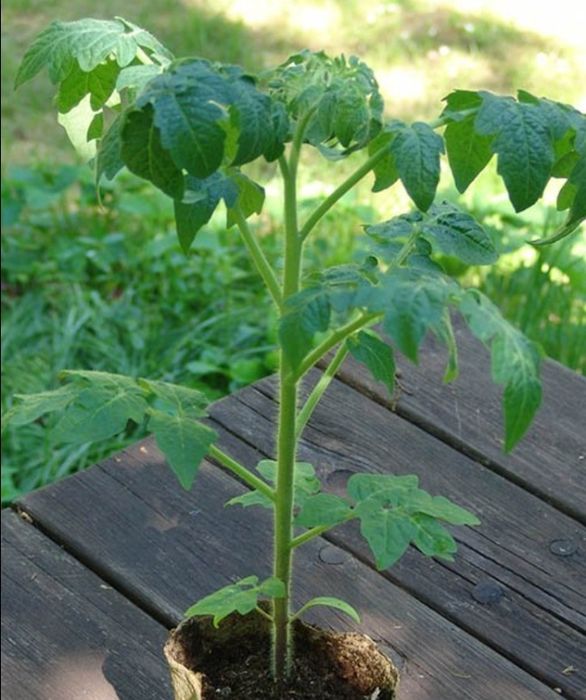 Рассада томатов 250тг