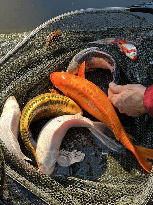 Кометы для пруда и аквариума, Карпы Коя