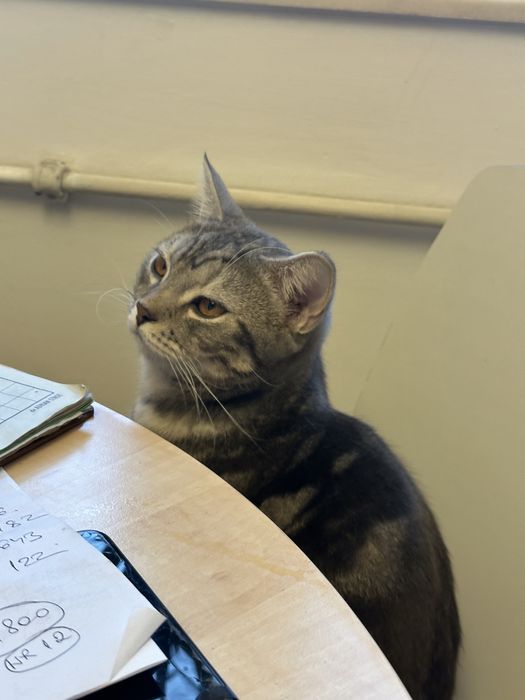 Pisic gratuit, pentru adoptii